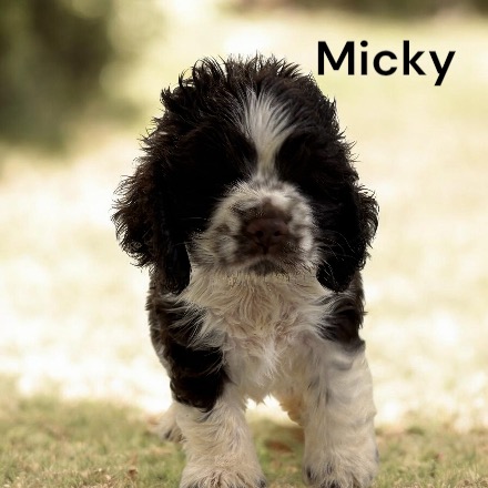 puppy, for, sale, Cocker Spaniel, Joe & Cherri  Overlease, dog, breeder, Miller, MO, dog-breeder, puppy-for-sale, forsale, nearby, find, puppyfind, locator, puppylocator, aca